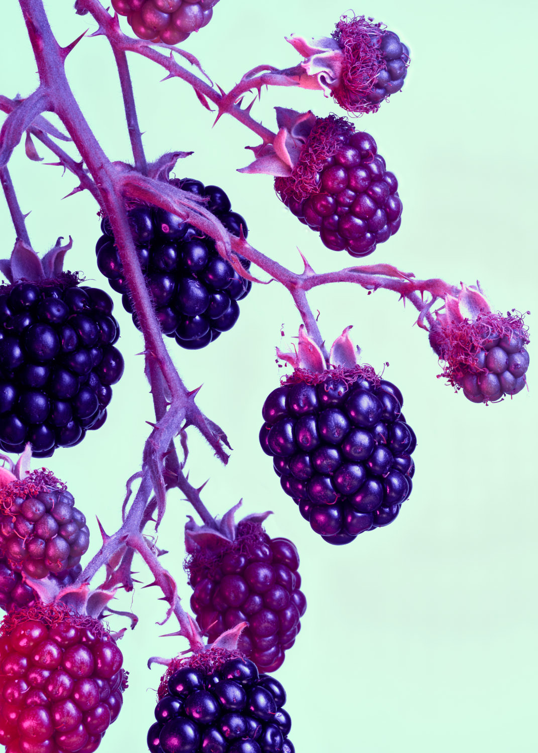 Blackberry berries hanging from a single bramble or branch   - Ryan Ball Food Photographer London