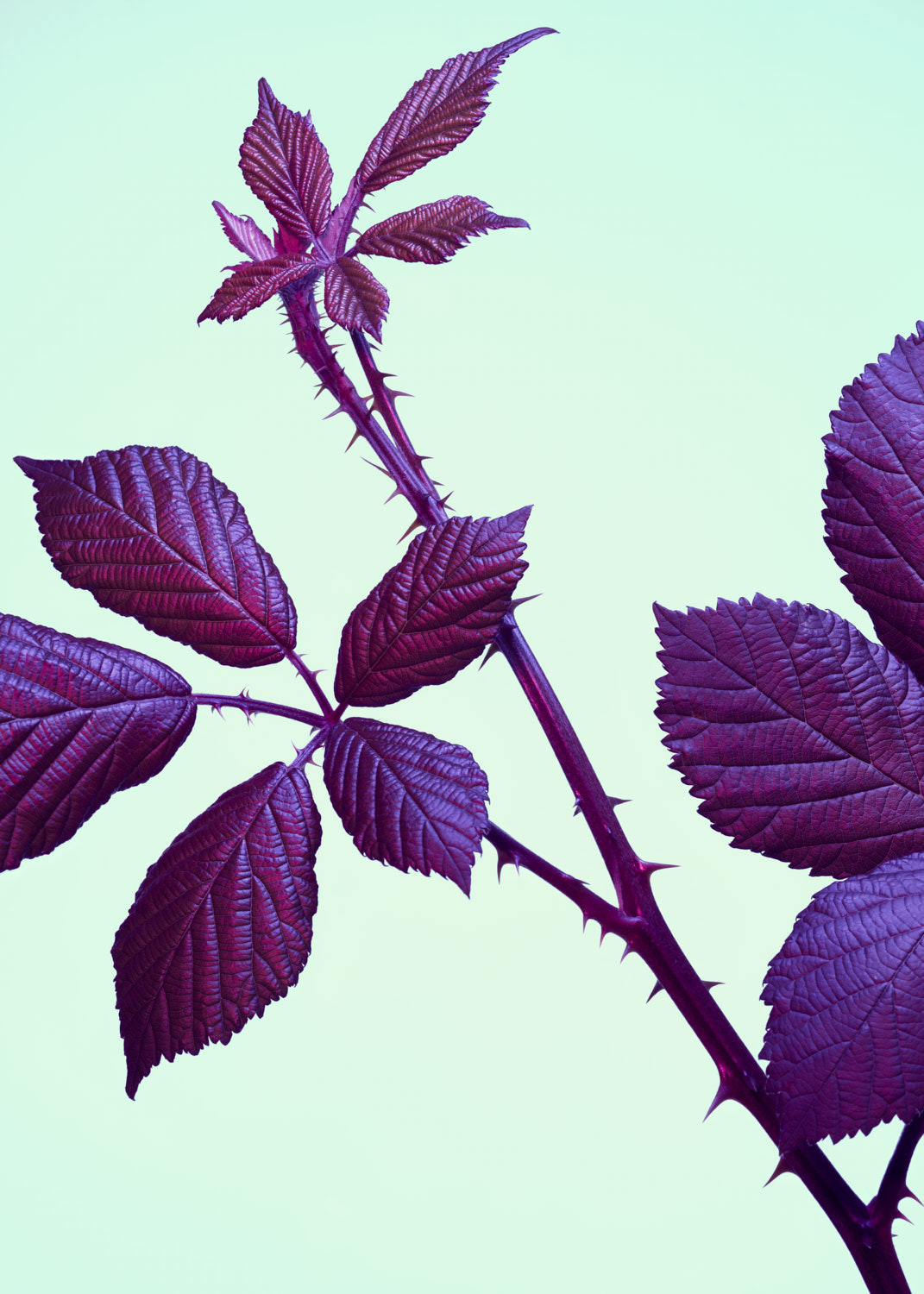 Blackberry Plant showing bramble and leaves - Ryan Ball Food Photographer London