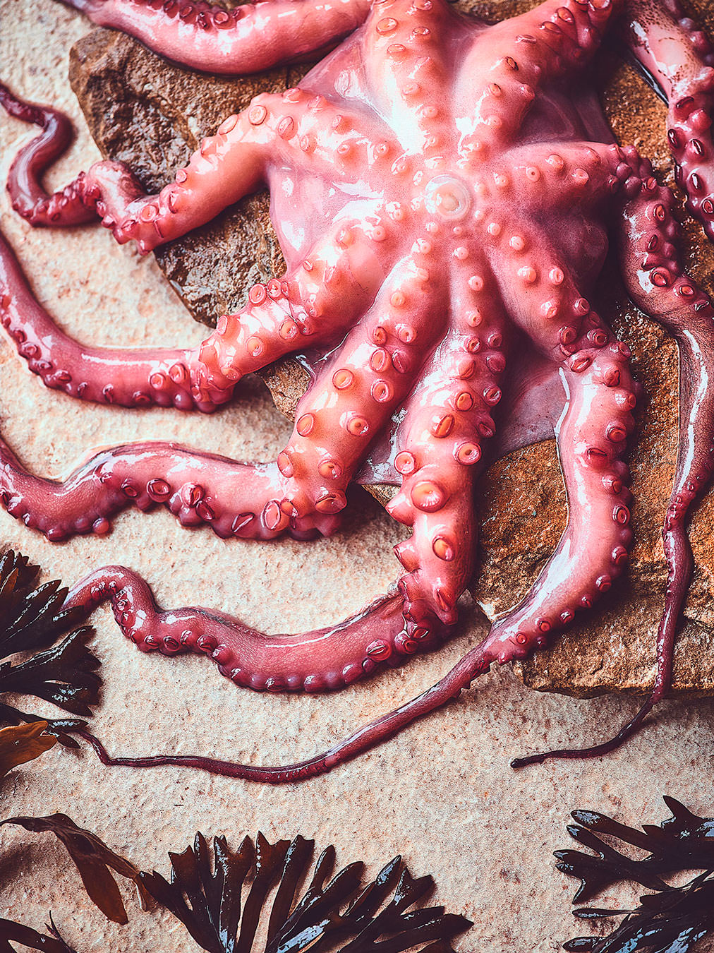 Octopus-Raw-RGB
